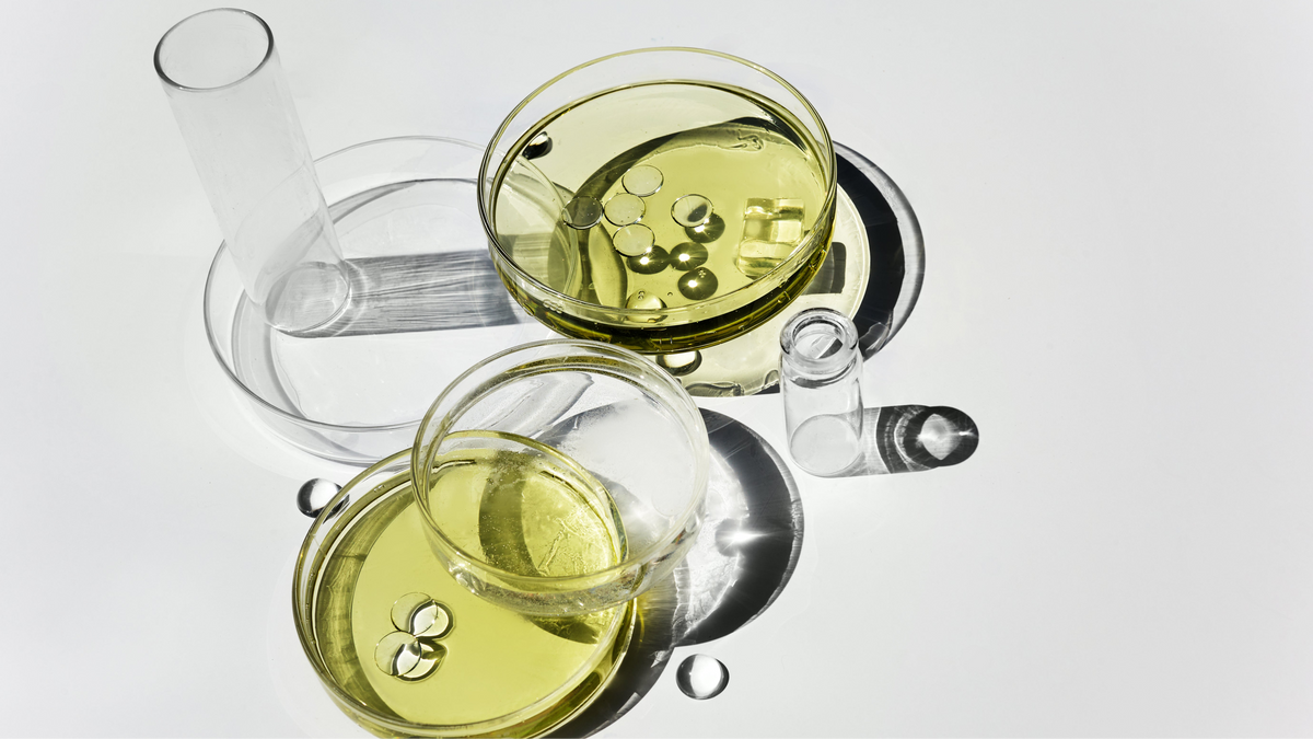 petri dishes with amber liquid