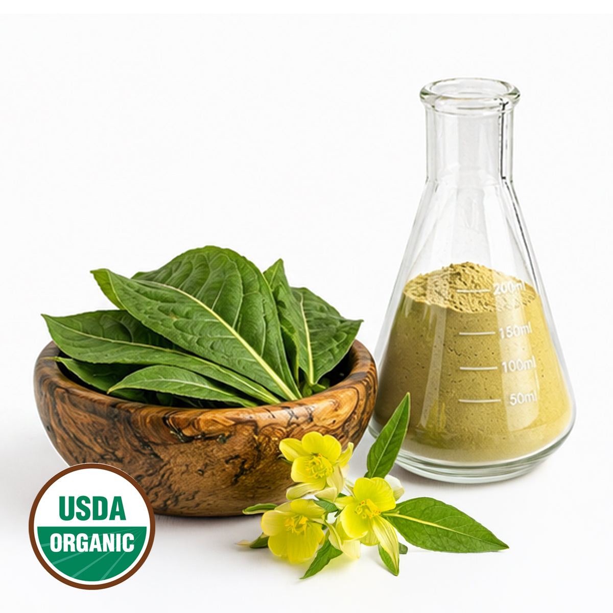 Bowl of Evening Primrose green leaves, yellow flowers, and a glass flask with a yellow powder on a white background, featuring an USDA Organic label.