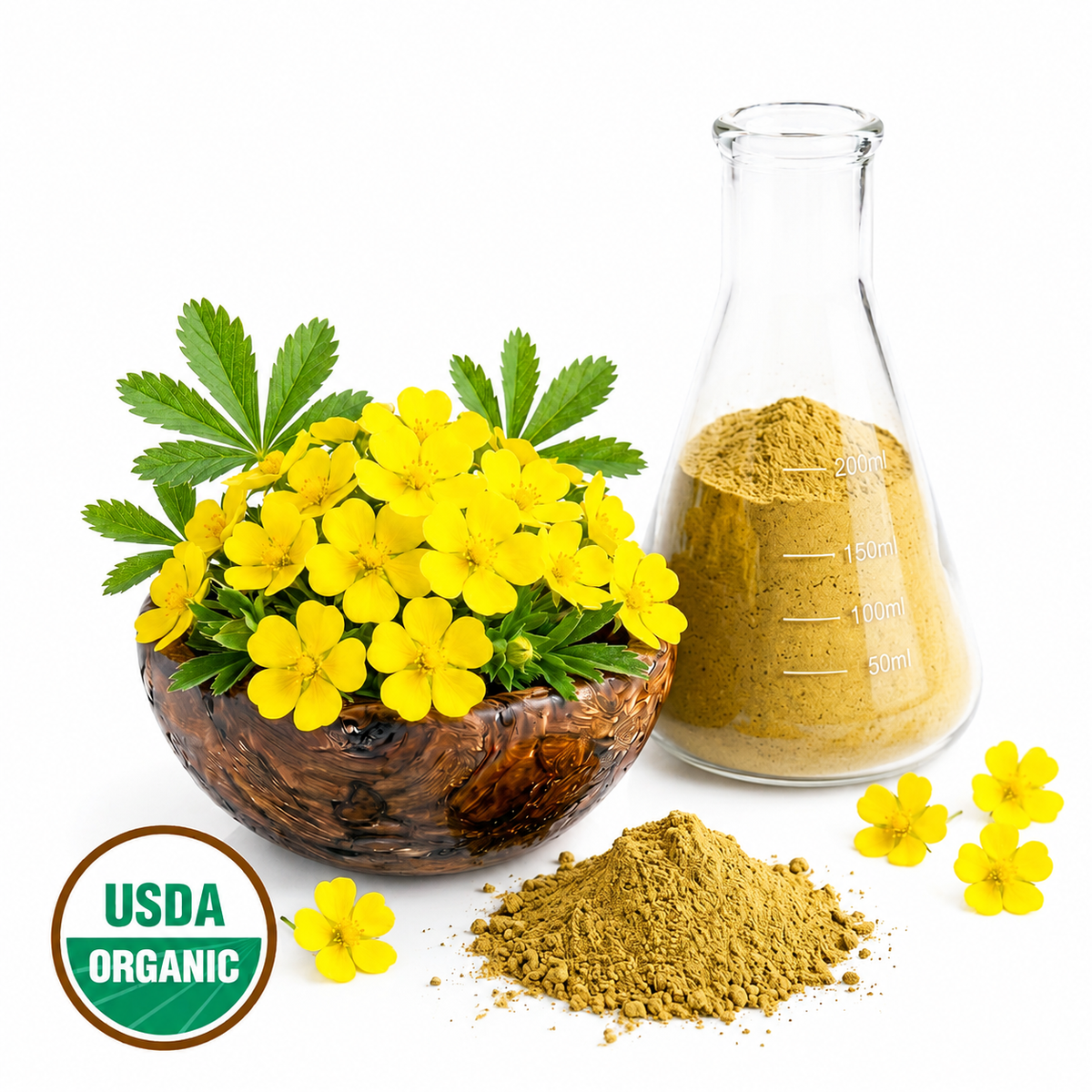 Potentilla flowers in a wooden bowl next to a glass flask container with yellow powder with an USDA Organic label.